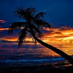 Soirée tropikal