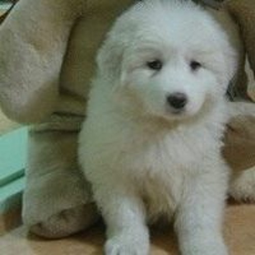 춘향