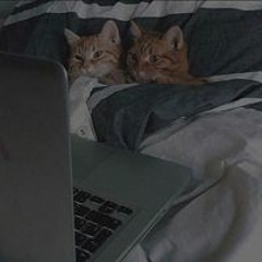 ٣٦