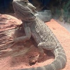 andrewthe slow one