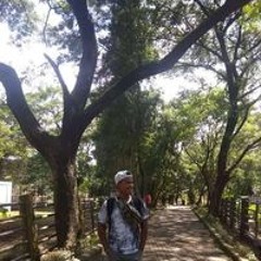 dendri