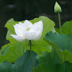 Nhạc trẻ
