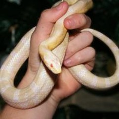 xicopatoo