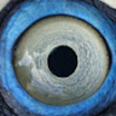 Dromeoraptor pennato