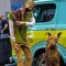 SCOOBY