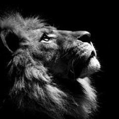 Lion Lion