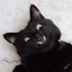 Catboy