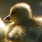 Baby Duck