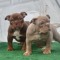 Carrasco Kennels
