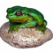 just a frog on a rock