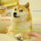 doge doge