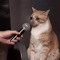Andres reyes blando
