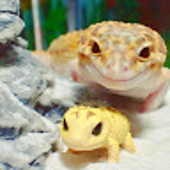 miigaadiwin brunello