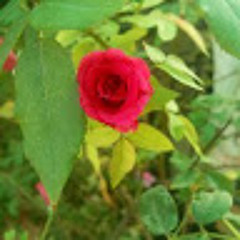 Vihaan Vijayvargiya
