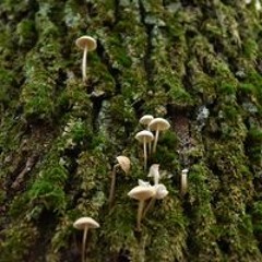 Piùdelpiù Menodelmeno