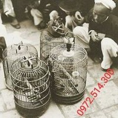 Văn Toàn Lê