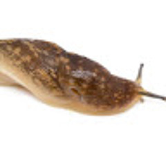 Actual Slug