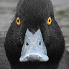 THE DARK AND STORMY DUCK