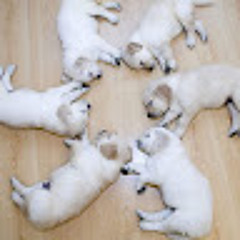 pets fun