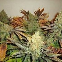 gandja987