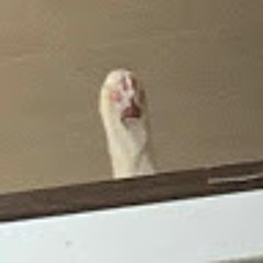임해일