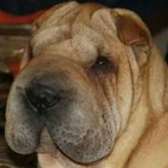 Pepón Truji