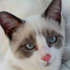 Bella