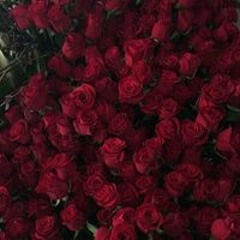 Софья Подгрушная