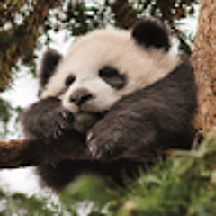 Ánh Nguyễn Lê Nguyệt
