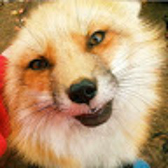 crazy fox