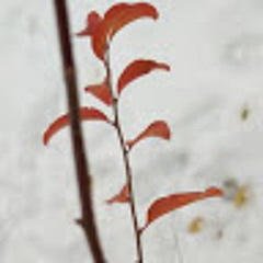 Study environmental study