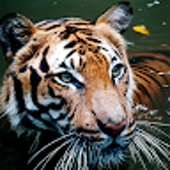 T Tiger