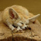 Fennec