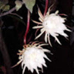 bertha alicia gutiérrez s