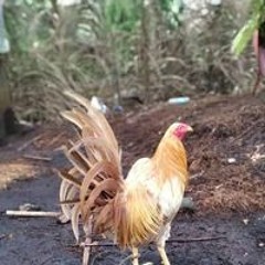 Ramliucil Tisong