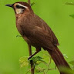 الطيب أبكر صديق