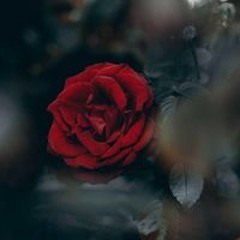 صديقة الدعلوج
