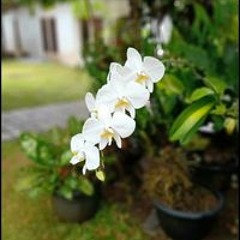 Putu Meyta Saskya Putri