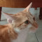 Muhammad rafif