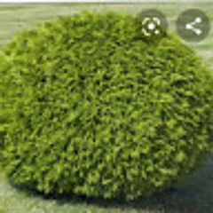 Bush
