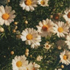 a Wallflower