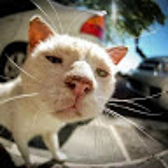 Gattor