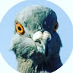 Raging Pigeon