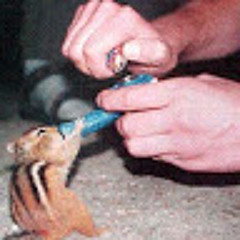 420chipmunk