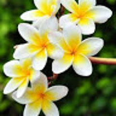 Imran Shabbir