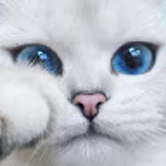 Pedro augusto da silva