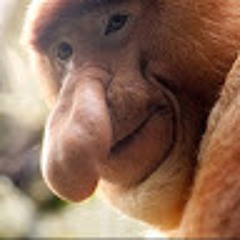 Brandon Hosman