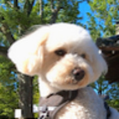 犬と歩く京都 Around Kyoto Dog S Stream