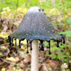 Fungus Fanaticus