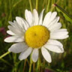 Sudhir